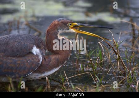 Juvenile dreifarbige Reiher Stalking Beute am Rande eines Teich In Florida Stockfoto
