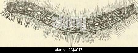 Ontario Sitzungsdiensten Papiere, 1875-76, Nr. 1-2. Arten ohne Schwierigkeiten. Einige wenige Jahre vor dem westlichen Teil von Ontario, die von diesem Caterpillar überrannt wurde, ganze Obstgärten in komplett Entlaubt, als ob ein Feuer über sie geführt hatte, und die Bäume so stark beschädigt; aber die Wachsamkeit unserer Landwirte, unterstützt durch die natürlichen Feinde dieser Insekten, hat erfolgreich ihre Zahlen so deutlich zu reduzieren, dass Sie aufgehört haben viel Angst. Diese Raupen wählen Sie in der Regel an einem Baum, auf dem sich ihre Webseiten zu drehen, anstatt eine Gabel eines der Glieder, und Stockfoto