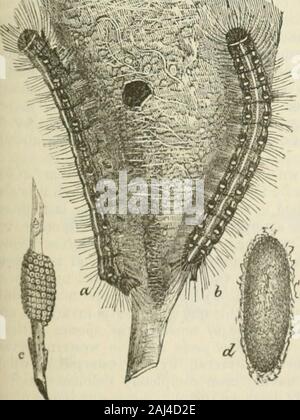 Ontario Sitzungsdiensten Papiere, 1875-76, Nr. 1-2. Hey bleiben asabundant oder häufiger als je zuvor; und die gleichen Bemerkungen zu einigen der tljeeastern Abschnitte unserer eigenen Provinz gelten. Wetrust, auch, dass ein Teil des Kredits ofour fast Befreiung von diesem Post kann Beduinen zu den Informationen. ncattered Broadcast von Jahr zu Jahr in unseren Jahresberichten, unsere Landwirte und Weinbauern Frucht bywhich instrucUMl wurden wie mit thia andvarious andere Insekten Feinde in die günstigste Art und Weise zu kämpfen. • - Ti ein Cluster der Eier, aus denen diese cafrpillars Limousine sind bei c, hg^/gezeigt. Sie g Stockfoto