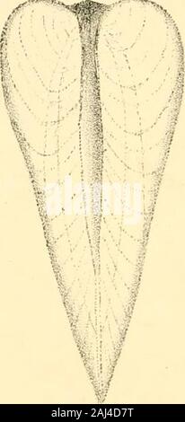 Monographie der Familie Unionidae: oder, naiades von Lamarck (frisches Wasser Muscheln Muscheln) von Nordamerika ... . -, . Stockfoto