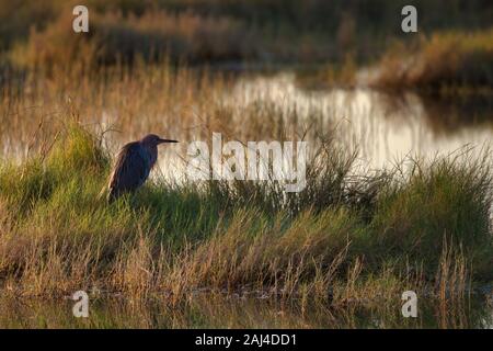 Rotreiher steht noch auf einer kleinen Insel im Marsh Stockfoto