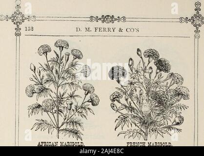 D M Fähre & Co den Samen Jahresbericht 1875. Afrikanische ISAHiaOLD, Orange Quillei französische Ringelblume, New Gold Stripei Ringelblume, Zwerg Französisch, New Golden, Schöne zwergartige Sorte; verydouble und konstant. Neue Wold gestreift, herrlichen Streifen von braun, auf Gold; Sehr verdoppeln. Neue Miniatur gestreift. Ein überaus Zwerg Sorte, nur 6 cm hoch; Blumen sehr Doppel, gestreift mit Braun; einzigartig schön. Cape, Calendula pongei Fl. pi., Doppel; Weiß; * ine. pulvialis, Blüten weiß, braun unter. . Wunder von Peru. - (Mirabilis.) (Siehe oclock vier.) MATHIOLA. (Siehe Stocks.) MARTYNIA. Eiftremely ha Stockfoto