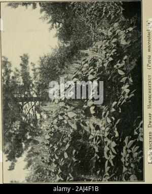 Bäume und Sträucher der Prospect Park. oder zu beruhigen Urteile correctdistancing. Manchmal passiert es, dass ein Busch ist Ausschnitt oder ein Baum unten geschnitten. Sehenswürdigkeiten dieser Art oftendisappear, aber Lampe - Beiträge werden nicht nach Schneiden, Fre- gen. Lassen Sie uns nun wieder auf die wieder gehen. Wepass über einen kleinen Ausdehnung des Wiese bis untergebracht wurden, in der Nähe von zwei catalpas, die Tomere stümpfe von Trunks geschnitten wurden. Diese werden auf der rechten Seite der Spaziergang, und nicht sehr weit von der Wiese Port Arch. Wenn Sie über die von Ihnen abgeschnitten, auf der linken Seite, über thegrass und über das Laufwerk finden Sie anotherlamp-Post. Der erste Baum zu Stockfoto