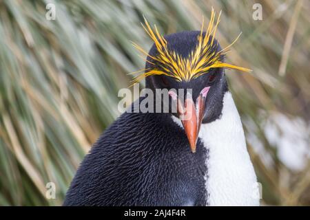 Makkaroni Pinguin und Küken aus nächster Nähe mit tussock Gras im Hintergrund, Südgeorgien, Antarktis Stockfoto