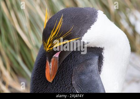 Makkaroni Pinguin und Küken aus nächster Nähe mit tussock Gras im Hintergrund, Südgeorgien, Antarktis Stockfoto