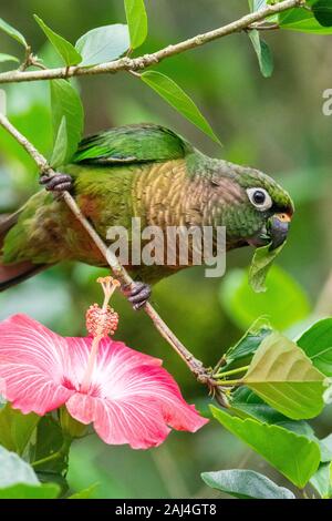 Schönen grünen Papagei auf Regenwald hibiscus Baum mit rosa Blume Fütterung auf Blätter, Mantiqueira Berge, Rio de Janeiro, Brasilien Stockfoto