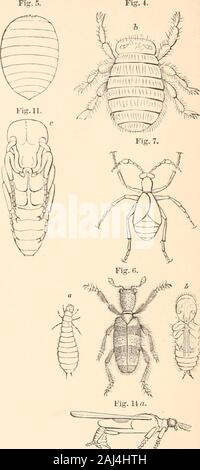 Leitfaden für die Untersuchung von Insekten, und eine Abhandlung über die Schädigenden und vorteilhaft für Kulturpflanzen: Für die Nutzung von Hochschulen, Schulen und Landwirte. Stockfoto