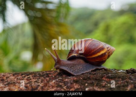 Riesige Afrikanische Land Schnecke - Achatina fulica große Land Schnecke in Achatinidae, ähnlich wie Achatina achatina und Archachatina marginata, Pest, Inva Stockfoto