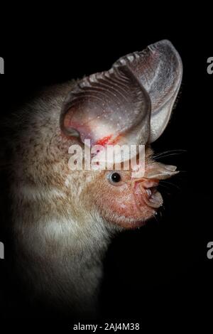 Trident bat oder trident leaf-bat-Asellia tridens Fledermausarten in Hipposideridae, natürliche Lebensräume sind subtropische oder tropische trockene Wälder, dr Stockfoto
