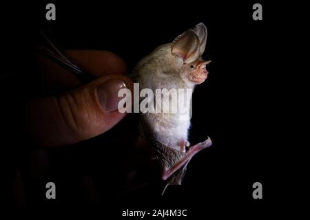 Trident bat oder trident leaf-bat-Asellia tridens Fledermausarten in Hipposideridae, natürliche Lebensräume sind subtropische oder tropische trockene Wälder, dr Stockfoto