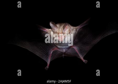 Trident bat oder trident leaf-bat-Asellia tridens Fledermausarten in Hipposideridae, natürliche Lebensräume sind subtropische oder tropische trockene Wälder, dr Stockfoto