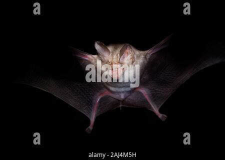 Trident bat oder trident leaf-bat-Asellia tridens Fledermausarten in Hipposideridae, natürliche Lebensräume sind subtropische oder tropische trockene Wälder, dr Stockfoto
