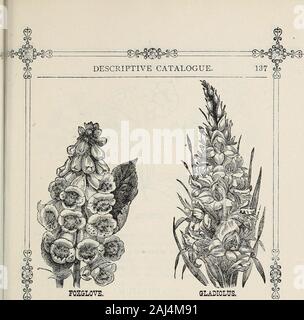 D M Fähre & Co den Samen Jahresbericht 1875. Globus Amaranth. - (GoMPHRENA.) eine wünschenswerte Ewige, für seine stattliche kugelförmigen Köpfen von Blumen, die, wenn sie abschneiden, wenn Sie gut gereift, ihre Schönheit für die Jahre behalten werden bewertet. Seedsgerminate langsam. In Hot Start-Bett, oder in warmen Wasser einweichen Der woollyhusk zu erweichen. Ausschreibung jährliche. 2 Füße. Gromphrena Olobosa, Violett, Weiß. Fleischfarben, orange gestreift. gemischt, über Sorten gemischt. Stockfoto