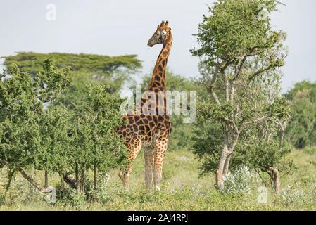 Giraffe in der Wildnis Stockfoto