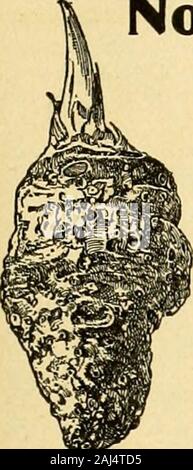 Die amerikanische Florist: Eine wöchentliche Zeitschrift für den Handel. aper in großen Mengen. Wir erwarten, dass ourSCHROEDERIANA und GIGAS aus fourto sechs Wochen. Bargeld oder zufriedenstellende Neue Yorkreferences erforderlich. JOHN De Buck, Sammler von Orchideen, Postfach 78, COLLEGE POINT, L.I., N.Y. Grahamsand Zimmermädchen große Pflanzen, stark verzweigten, willgive sofortige Rückgabe, 3 Zoll, bereit forplanting oder verschieben. $ 5,00 pro lOC; $ 45,00 pro 1000. Am besten MIT DEM NAMEN BEGONIA REX, 21/2-lnch, $ 5,00 pro 100. NATHAN SMITH & SOHN, AdriMn, IVIIcH. /Hmmt erwähnen, die eine metican Florist wenn writinjs Bitte die Amerikanische Flori. st7 Rosen erwähnen, TH Stockfoto