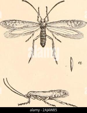 Leitfaden für die Untersuchung von Insekten, und eine Abhandlung über die Schädigenden und vorteilhaft für Kulturpflanzen: Für die Nutzung von Hochschulen, Schulen und Landwirte. Nr. 4.. Stockfoto