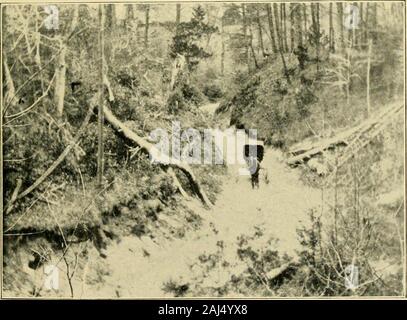 Leben in alten Virginia. Fuß Brücke über Flagge Teich laufen. Eine gewundene Hill Road der Tidewater. Landstraßen in TIDEWATER VIRGINIA 309 Es gibt viele kleine Bäche-Euns-Kreuzung theroads, die nicht überbrückt werden. Bei sehr starkem Regen, thesestreams erweitern plötzlich aus, und die Straße Bettdecke und thesurrounding Tiefland, mit einer Welle von Wasser, das den Fremden auf eine dunkle Nacht greatlyconfuses, und kann ihn in aplight der Landung Up The Creek in einigen sumpfigen, Oozy bottomto Waschbecken über den Sound von Gabriels Horn. Obwohl itbe eine dunkle Nacht, ein erfahrener Reisender entdecken werden von themovements von Stockfoto