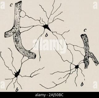 Die Morphologie und die evolutionäre Bedeutung der Zirbeldrüse Körper: Teil I ein Beitrag zur Untersuchung der epiphyse cerebri mit einer Interpretation der morphologischen, physiologischen und klinischen Beweise. Ssue. Cutore hält es für anorgan solcher komplexen Struktur, Zusammensetzung der neuroglia, Epithel, lymphatische und Bindegewebe, so angeordnet, wie toform acini und vaskuläre so hoch, dass es nicht sein kann, Consideredto in einem Zustand der Regression, wie von Moller, 278 Charpy, 62 Dejerine, 85 und andere behauptet wird. In der Tat, die hoch spezialisierte und char-acteristic Struktur der Zirbeldrüse Stockfoto