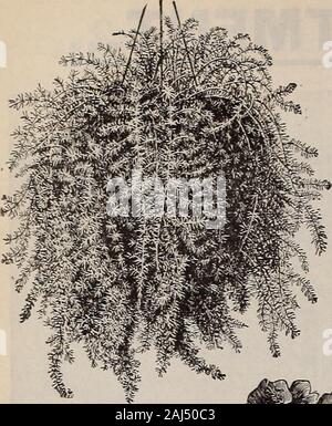 W.W Rawson & Co seedsmen/W.W Rawson & Co. Aeschynanthus, AQERATUM. Schönen Sommer blühenden Pflanzen und sehr nützlich für Schnittblumen, alsofor Grenzen und für die Bepflanzung von Betten der sortierten Sommer - bloomingplants. Coi> es Juwel. Tief Porzellan blau, Zwerg - wächst. •? Weiße Kappe. Reines weiß, sehr feinen Unterschied zu oben. Bunt! Blatt. Deep Blue. 10 cts. Jedes, .3 für 23 cts.; $ 1,00 pro Dutzend; $ 4,00 pro 100 in der Quantität forbedding. AGAPANTHUS. Siehe Seite 59. 62 RAWSONS WERK ABTEILUNG. ALYSSUM, süß. Doppel Tom Thumb. Diese Sorte lias der gleichen drarf Gewohnheit als einzige, aber seine trussesare viel länger und Stockfoto