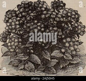 W.W Rawson & Co seedsmen/W.W Rawson & Co. AUamanda Williamsil.. Aeschynanthus, AQERATUM. Schönen Sommer blühenden Pflanzen und sehr nützlich für Schnittblumen, alsofor Grenzen und für die Bepflanzung von Betten der sortierten Sommer - bloomingplants. Coi> es Juwel. Tief Porzellan blau, Zwerg - wächst. •? Weiße Kappe. Reines weiß, sehr feinen Unterschied zu oben. Bunt! Blatt. Deep Blue. 10 cts. Jedes, .3 für 23 cts.; $ 1,00 pro Dutzend; $ 4,00 pro 100 in der Quantität forbedding. AGAPANTHUS. Siehe Seite 59. 62 RAWSONS WERK ABTEILUNG. Stockfoto