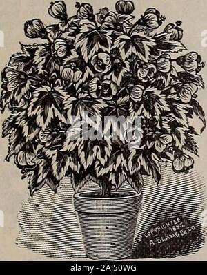 W.W Rawson & Co seedsmen/W.W Rawson & Co. Die oben genannten illustratioa zeigt nur einen kleinen Teil unserer Anlage. ACALYPHA MOSAICA. Ein schönes buntes Laub Betten jilant, viel reicher in colorthan feinste Coleus; es kann auf die gleiche Weise verwendet werden, und bestimmte tobecome beliebt für Zierpflanzen und subtropischen Betten. 15 cts. Jedes; $ 1,50 pro Dutzend; S 10. Pro 100. ALTERNANTHERA. Wunderschöne Zwerg Pflanzen von kompakter Wuchs, wächst ca. 6 Zoll hoch, und bewundernswert für Bordüren, Blumenbeete oder ribbon Linien angepasst, theirbeautifully buntes Laub von Crimson, Lila, Gelb, Rosa und greenformin Stockfoto