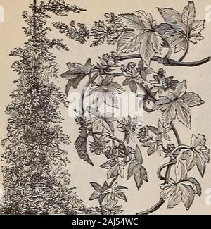 W.W Rawson & Co seedsmen/W.W Rawson & Co. Weiss 05 659 Kepeiis. Weißer Zwerg, ausgezeichnet für Rock - arbeiten 05 660 Miiralis. Mit roten Blumen, anmutigen Laub abgedeckt;> ich ft 05 661 Paiiiculata. (Winterharte Staude.) Weiß; l^^ ft 05 GREVILLEA. Ausschreibung mehrjährig. 662 Rol) Usta. Sehr schön und anmutig Dekorative planit, mit immergrünen, Farn - wie Laub 06 HELIANTHUS (Sonnenblumen). Winterharte Einjährige. 663 Chrysantheme - geblüht. Wächst wie eine Sonnenblume; Blüten, ähnlich einem chrysantheme; Blumen fromseed im Frühjahr gepflanzt, klar orange gelb Farbe 05 664 Californicus. Orange, extra große, Doppelzimmer: 5 ft. Stockfoto