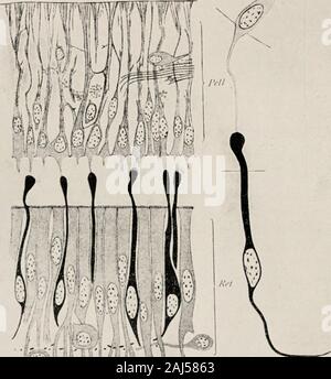 Die Morphologie und die evolutionäre Bedeutung der Zirbeldrüse Körper: Teil I ein Beitrag zur Untersuchung der epiphyse cerebri mit einer Interpretation der morphologischen, physiologischen und klinischen Beweise. oder convexed Linse, die Abgeflachten flächeder Die ectally geleitet. In Petromyzon planeri und fluvia-tilis, die PELLUCIDA ist sehr unregelmäßig in ihrer Dicke sowie in seiner Form. Es muss daher nicht behauptet werden, dass evenin jene Formen, in denen die Eizellhülle, hat eine linsenförmige Gestalt andarrangement, es ist tatsächlich ein Objektiv Struktur. Eine featureabout Es, jedoch schlägt vor Stockfoto