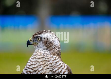 Bird Of Prey Stockfoto