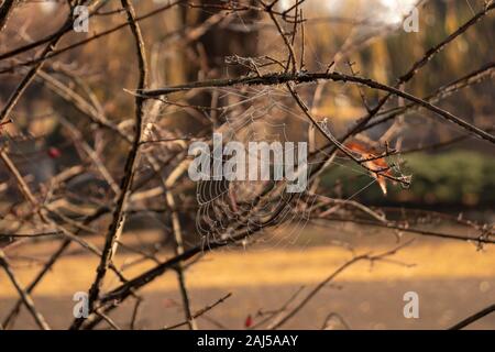 Spinnennetz in Baum in Japan Stockfoto