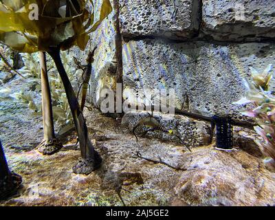Orlando, FL/USA -12/25/19: Ein Aquarium schwimmen grünen Meer Drachen in Seaworld Orlando, Florida. Stockfoto