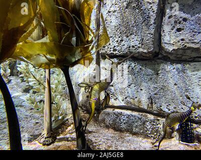 Orlando, FL/USA -12/25/19: Ein Aquarium schwimmen grünen Meer Drachen in Seaworld Orlando, Florida. Stockfoto