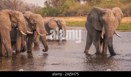 Gruppe männlicher Afrikanische Elefanten (Loxodonta africana) mit Stoßzähnen, versammelten sich Wasser in der Khwai River am späten Nachmittag zu trinken. Botswana. Stockfoto