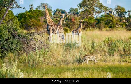 African Safari in Botswana, mit einem männlichen Leopard bewegen durch langes Gras in der Nähe von drei Giraffen, die ihn beobachten, mit Vorsicht und Wachsamkeit. Stockfoto