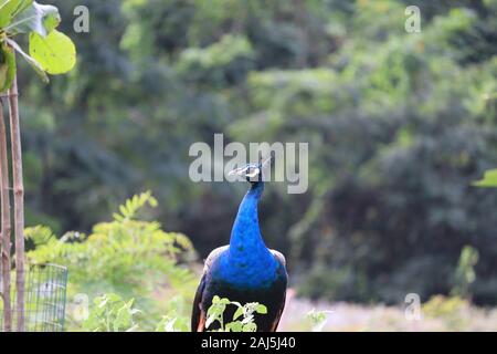 Schöne Pfau Kopf. Portrait von wunderschönen Peacock mit Federn. Indische oder Blaue Pfauen. Pfau - Pfauen mit engen Schwanz, schöne representativ Stockfoto