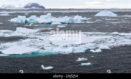 Driften Eisberge und growlers im Meer in der Antarktis, mit zwei Adelie Pinguine (Pygoscelis adeliae) auf einem großen, ebenen Eisbergs sichtbar. Stockfoto