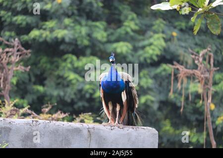 Schöne Pfau Kopf. Portrait von wunderschönen Peacock. Indische oder Blaue Pfauen. Pfau - Pfauen mit engen Schwanz, schöne Vertreter Exemplar Stockfoto