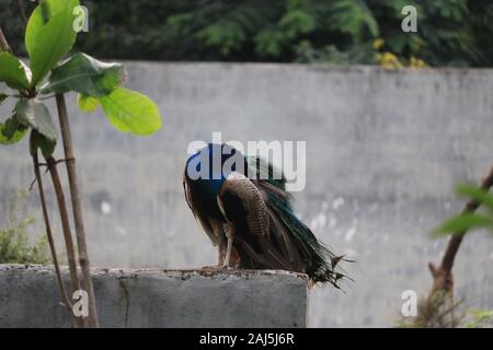 Schöne Pfau mit verschwommenen Pfauen Hintergrund Stockfoto