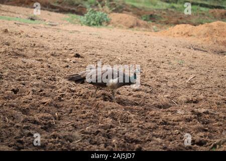 Pfau oder peahen Wandern im Land, Indien Stockfoto