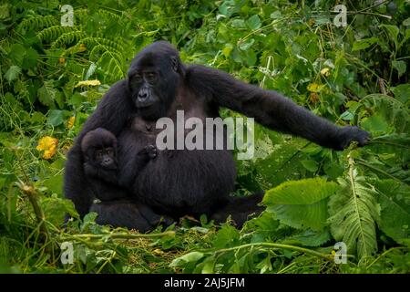 Eine Mutter Berggorilla (Gorilla beringei beringei) mit ihrem Kind, im Bwindi Impenetrable Nationalpark, Uganda. Stockfoto