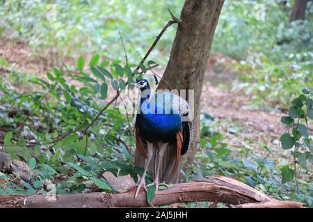 Indische Pfau, Nahaufnahme, Pfau, Pfauenfedern, Tanzen, Nahaufnahme, Nahaufnahme der Pfau, in den Peacock Park Stockfoto