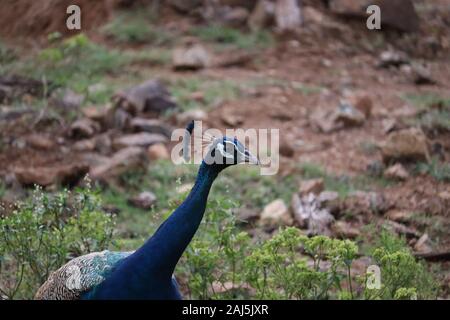 Schöne Pfau Kopf-, Augen-, Haar und Peacock Hals Stockfoto