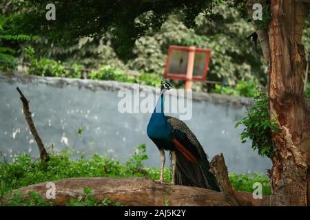 Pfau oder peahen Anzeigen leuchtende Farben sein ein Nationalvogel von Indien, Stockfoto