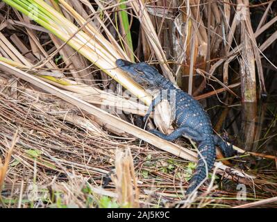 Sleepy Baby, Alligator mississippiensis American alligator in den Everglades National Park, Miami, Florida, USA Stockfoto