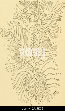 Insekt Feinde der Kiefer in den Black Hills Forest Reserve: eine Berücksichtigung der Ergebnisse spezieller Untersuchungen, mit Empfehlungen zur Verhinderung von Verlusten. estern Kiefer llylur - gqps (Hylurgops subcostulatusMann.). - Diese ist eine gemeinsame, Matt braun bis schwarz Borkenkäfer, in der Länge von 3,5 mm bis 4,5 mm., die Angriffe andbreeds in die Rinde am rootsand Grundlagen der Sterbende Bäume und thestumps und Protokolle von Geschlagenem. Es Ausgräbt eine einzige longitudi-nal Galerie, und die Brut de-velop in verwirrt oder irregularlarval Minen in die innere Rinde, aber selten Nut die flächeder Holz. Dies ist eine der c Stockfoto