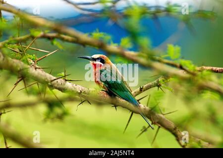 Biene Eater mit weißer Front im Milwane Nature Reserve, Eswatini Stockfoto