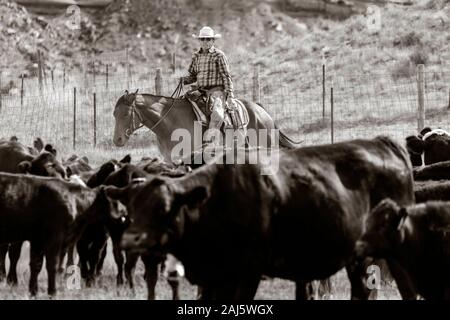 WY 04150-00-BW... WYOMING - Rinder Roundup auf dem Willow Creek Ranch. Stockfoto