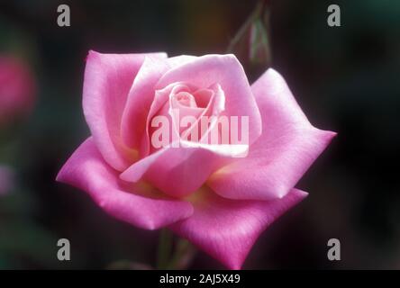 NAHANSICHT EINES BLASSROTEN FLORIBUNDA-ROSEMBAUMS 'PINK PARFAIT' Stockfoto
