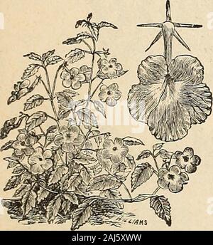 Horitucultural Guide: Frühjahr 1892. 10 Umbellata-rosa Flieder, / ich Fuß 10 ACACIA. Sehr wünschenswert für die Pflanzen im Gewächshaus oder Wintergarten Kultur, aber in der thiscountry Keine besonderen Wert für open-air Einpflanzen. Die Blüten sind inthick Cluster auf langen Stacheln gebildet. Das Saatgut Einweichen in warmen Wasser mehrere Stunden vor der Aussaat. Gewächshaus Sträucher. S. Feine gemischte Sorten, 3 bis G Füße 0,25 ACHIMENES. Sehr hübscher Knötchenförmige - rootedgreenhouse Pflanzen, producingflowers fast jeder imagina - ble Schatten und Farbe. S. Wahl gemischt 25 ACHILLEA. Ptarmica, fl. pi. - Eine excellentplant Für Grenzen. Die Blumen, die die Stockfoto