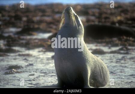 Ein australischer SEELÖWE (NEOPHOCA CINEREA) SONNT SICH IN DER SPÄTEN NACHMITTAGSSONNE, Seal Bay, Kangaroo Island, South Australia Stockfoto