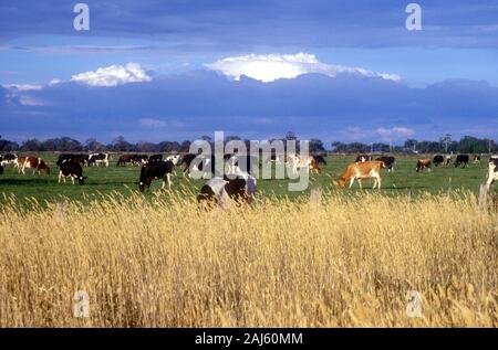 Milchkühe weiden in der Nähe des Murray River, South Australia Stockfoto